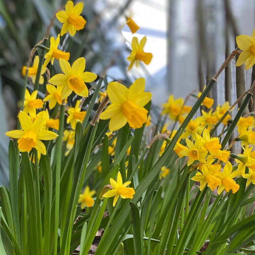 Spring flowers at Besson Street gardens, New Cross Gate